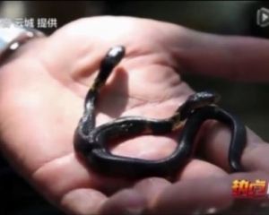 Рідкісна двоголова змія (ФОТО, ВІДЕО)