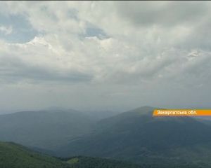 Шторм на Закарпатті: Обірвані електропроводи вбили стадо корів