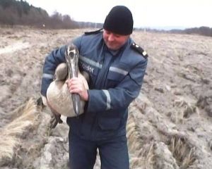 В Україні заблукали і замерзають рожеві пелікани (фото) В Україні заблукали і замерзають рожеві пелікани (фото)