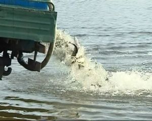 В річку під Києвом запустили 78,5 тисяч товстолобиків (відео) В річку під Києвом запустили 78,5 тисяч товстолобиків (відео)