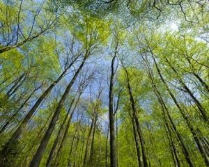 Як розкрадають країну: оголошення про продаж землі під забудову висять прямо посеред лісу (відео) Як розкрадають країну: оголошення про продаж землі під забудову висять прямо посеред лісу (відео)