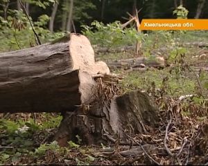 На Хмельнитчине безщадно вырубают леса, власть радуется — в бюджет идут деньги