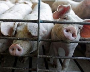 Африканська чума свиней прийшла в Україну: влада готується до потрясінь