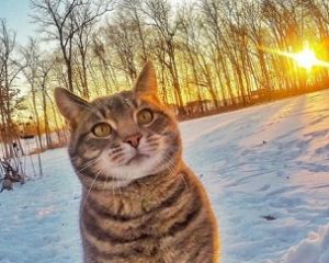 Кіт, який робить найкращі селфі (ФОТО, ВІДЕО)
