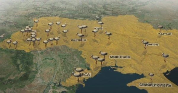 Врятуй лелеку: правила допомоги  птахам