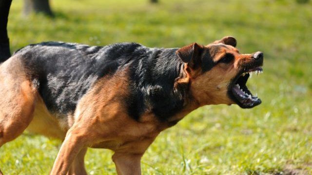 У Києві агресивні пси нападають на дітей на території школи