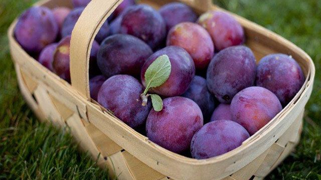 Сливи із Закарпаття та Буковини. Чим корисні та де краще купувати