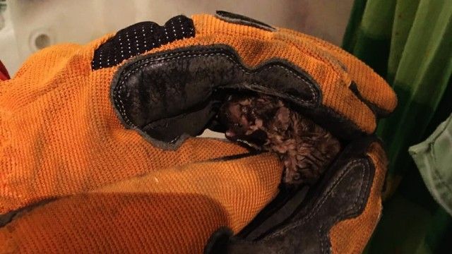 Кажан у ванній однієї з квартир Дніпра