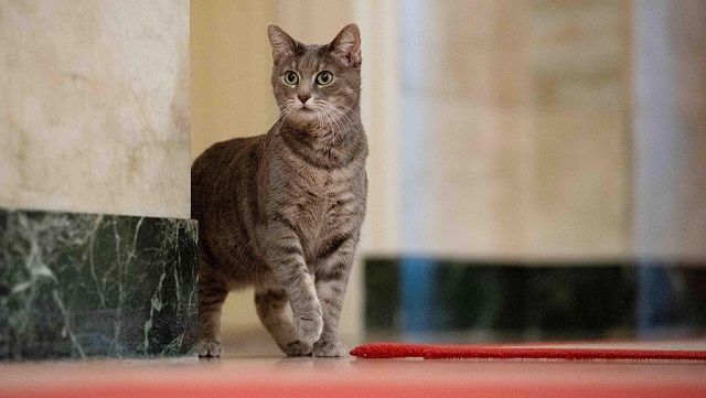У Білому домі поселилася кішка