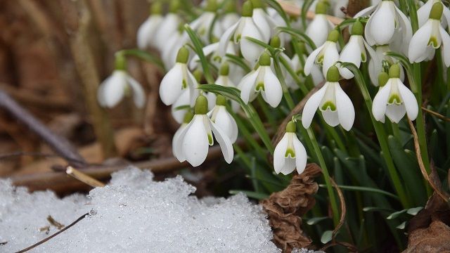 В Україну йде передчасна весна – синоптик Передчасна весна: погода на 17 лютого 2022 року в Україні