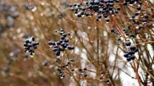 погода на березень 2026