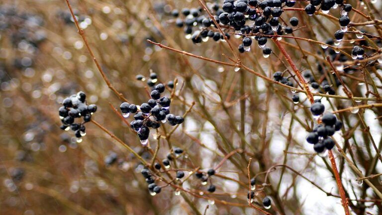 погода на березень 2026