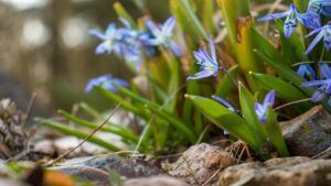 чи святкують 8 березня в Україні