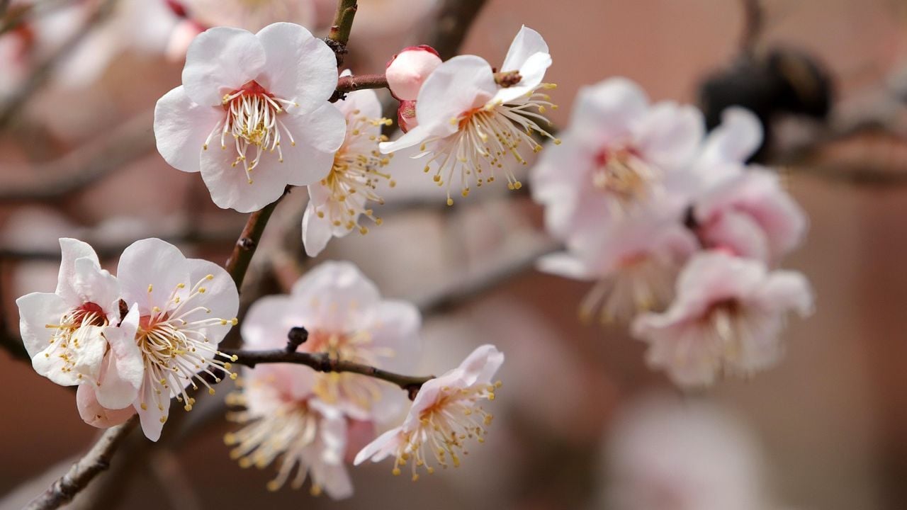 Яке свято 5 квітня 2026 та до чого чхає кіт