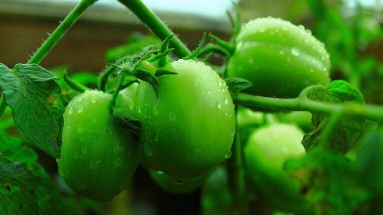 скручиваются листья на помидорах,