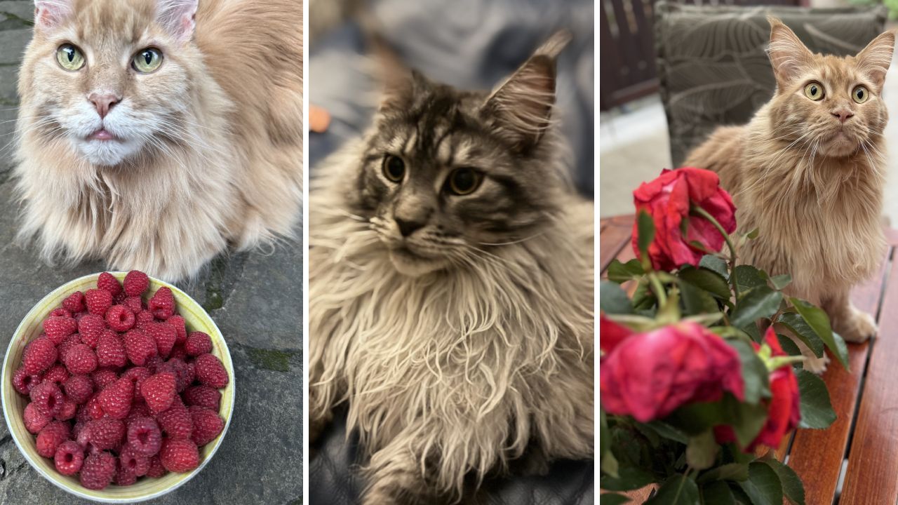 коти Юлії Зорій