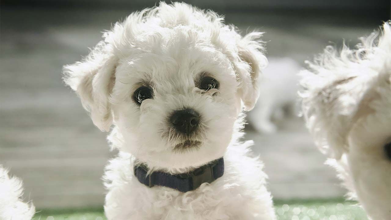 Собака в сім’ї: які породи ідеально підходять для квартири та дітей Фото 2 Бішон фрізе