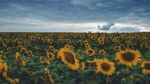 День пам'яті захисників України
