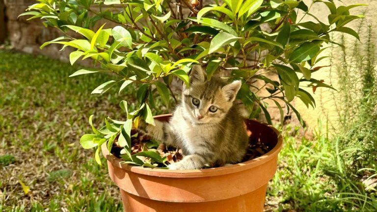 поради для дачників