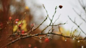 погода в Киеве в ноябре