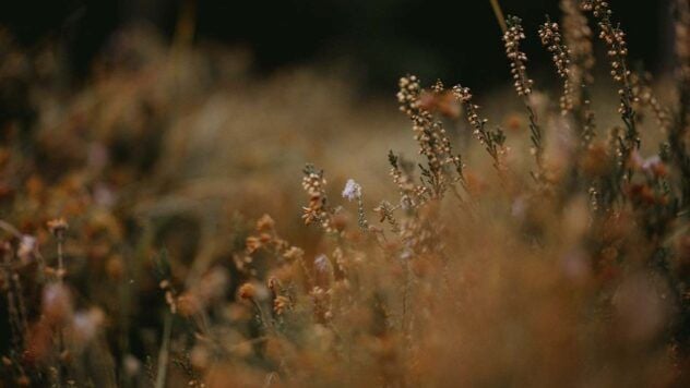 свято 7 листопада 2025