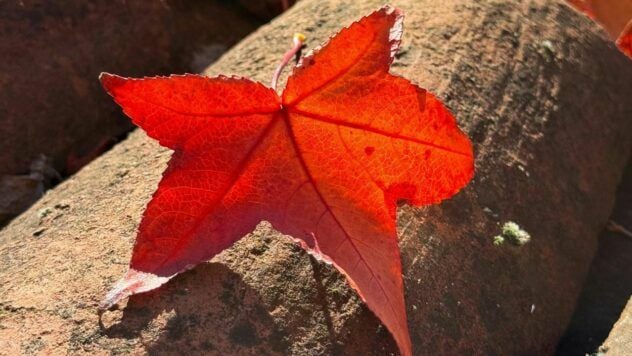 яке свято 6 листопада 2025