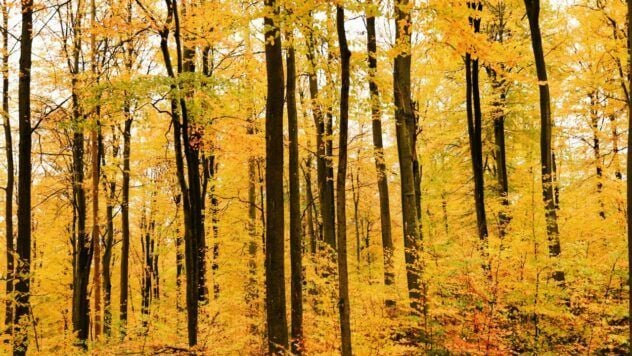 яке свято 8 листопада 2025