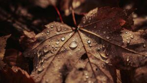 погода у Дніпрі