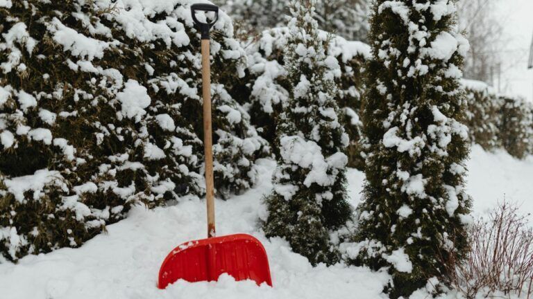 посівний календар на грудень 2025