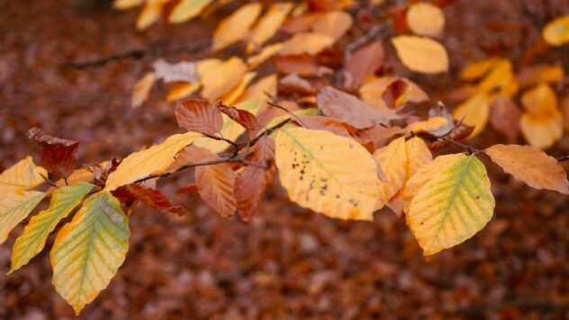 Яке свято 12 листопада 2025