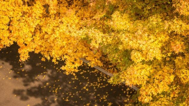 Яке свято 14 листопада 2025