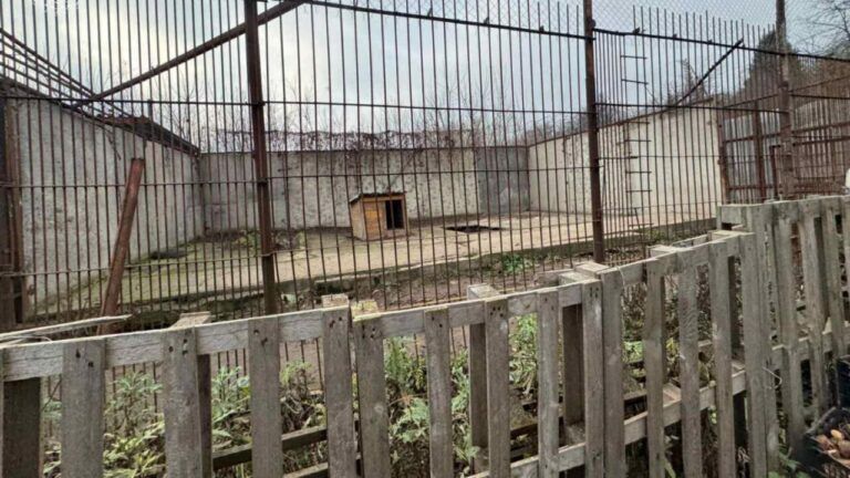 Побег двух львиц из реабилитационного центра в Хмельницком: что известно