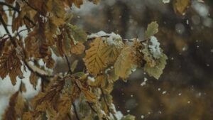 свято 21 листопада