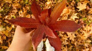 яке свято 20 листопада 2025