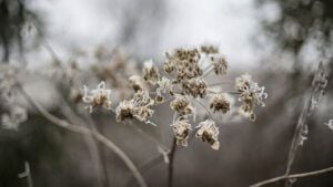 свято 23 листопада