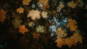 Яке свято 24 листопада 2025