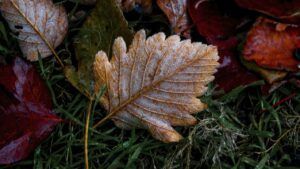 свято 25 листопада 2025