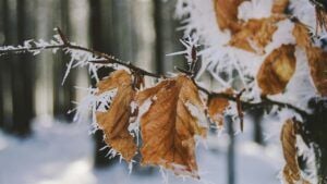 свято 27 листопада 2025