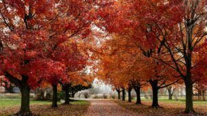 Яке свято 26 листопада 2025