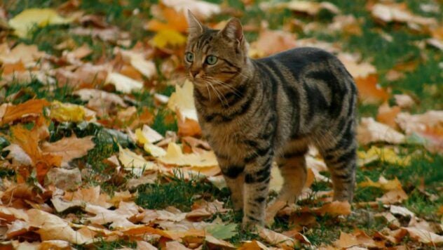 Яке свято 28 листопада 2025