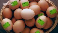 цена на яйца