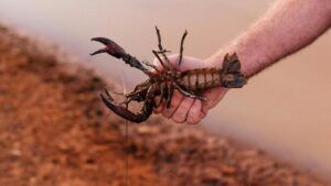 заборона на вилов раків