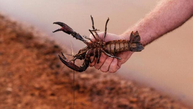 заборона на вилов раків