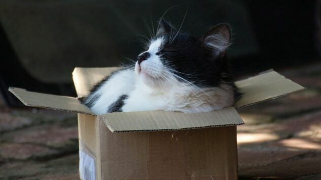 кішку відправили поштою