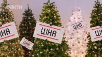 за скільки можна придбати новорічну ялинку у 2025 році,