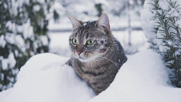 свято 9 грудня