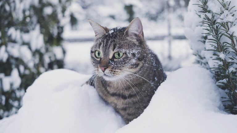 свято 9 грудня