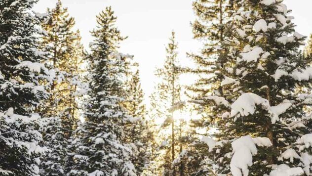 свято 11 грудня 2025