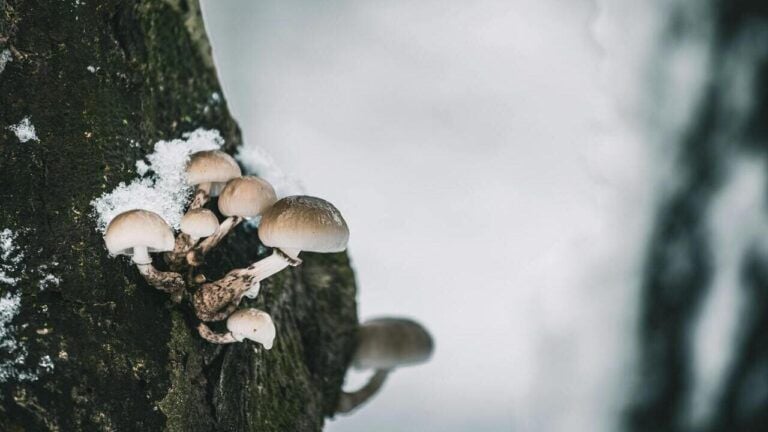 погода в Одессе в декабре