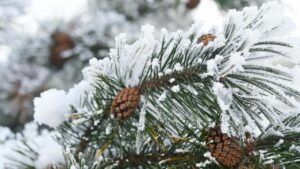 погода на січень 2026